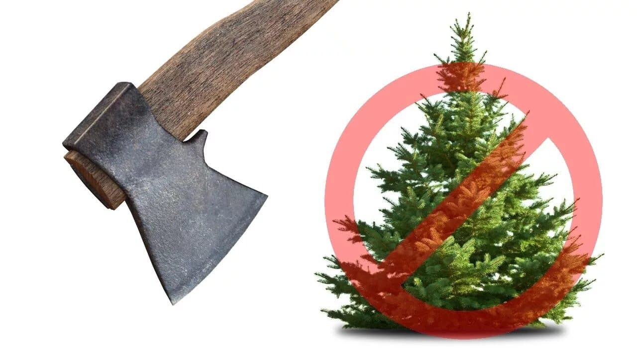 Прокуратура Московского района разъясняет как не навредить лесным ресурсам в предверии праздников